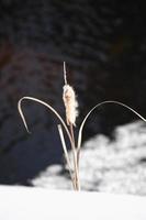 Dead cattail near open water in winter photo