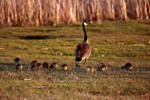 Goslings following Canada Goose parent photo