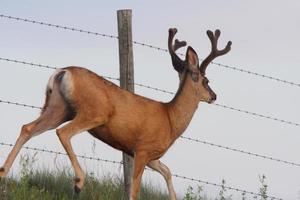 Mule Deer buck walking along barbed wire fence photo