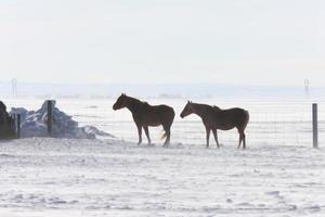 Horses in Winter Storm photo