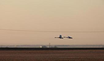 Swans in Flight photo