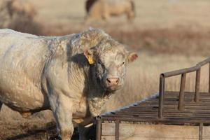 White Bull Cow at Feeder photo