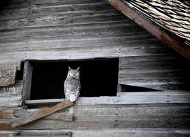 Great Horned Owl in old barn window photo