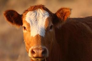 Cow in Saskatchewan pasture photo