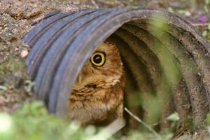 Burrowing Owl in culvert photo