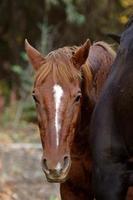 Range horses along British Columbia road photo