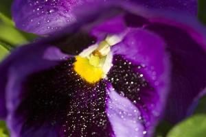 Close up Photo pansy flower