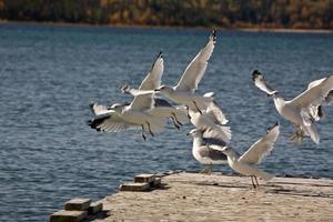 California Gulls flying up from boat dock photo