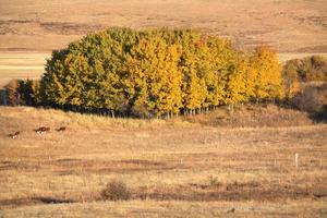 Cattle and grove od Aspen trees in fall photo