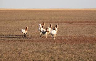 Female Pronghorn Antelopes running photo