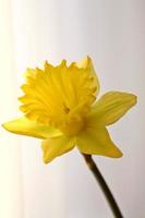 Yellow daffodil in spring photo