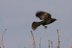 Brown headed Cowbird taking flight from branch photo