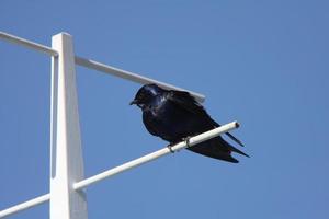 Purple Martin perched on crosspiece photo