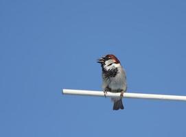 Male House Sparrow perched photo