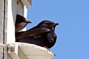 Purple Martin pair in birdhouse photo