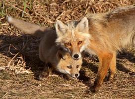 zorro rojo vixen con cachorro en la isla hecla en manitoba foto