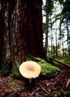 Giant mushrooms  at Kitsumkalum Provincial Park photo