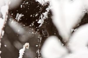 Calf resting in snow covered bushes photo