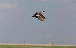 American Wigeon male and female ducks Canada in flight photo