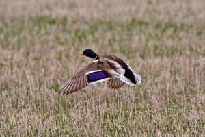 Mallard drake taking flight from field photo