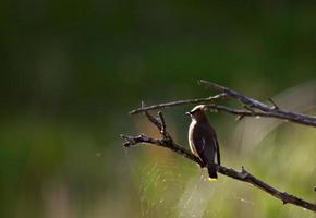 Cedar Waxwing perched in tree photo