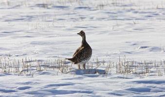 urogallo de cola afilada en invierno saskatchewan foto