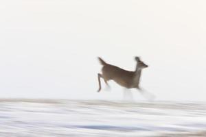 Deer running in Winter photo