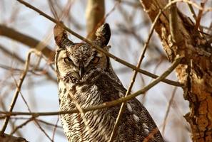 Great Horned Owl perched in winter tree photo