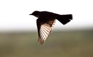 Eastern Kingbird in flight photo