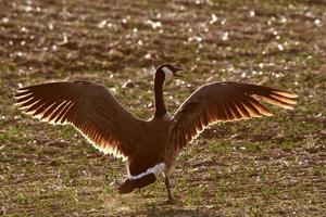 Canada Goose with spread wings photo