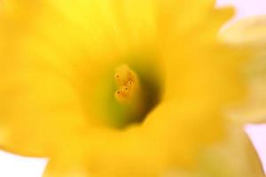 narciso amarillo en primavera foto