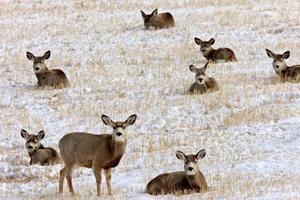 Whitetail Deer in Winter photo