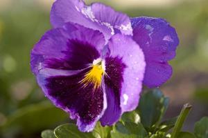 Close up Photo pansy flower