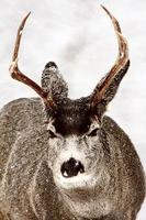 Mule Deer buck in winter photo