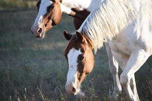 Horses grazing in scenic Saskatchewan photo