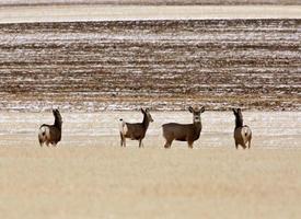 Small herd of Mule Deer in winter photo