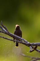 Cedar Waxwing perched in tree photo