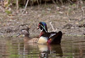 par de apareamiento de patos de madera en el estanque foto