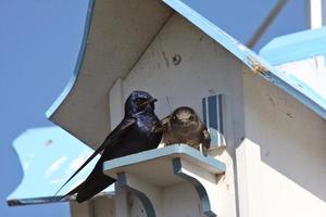 Purple Martins pair at bird house complex photo