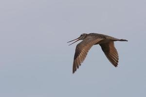 Marbled Godwit in flight photo