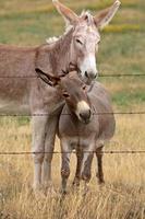 Mother and young donkey in scenic Saskatchewan photo