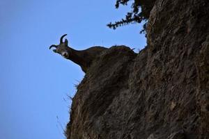 Bighorn Sheep in the Rockies of Alberta photo