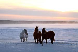 Horses in winter pasture photo