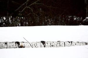 Fallen tree in snow photo