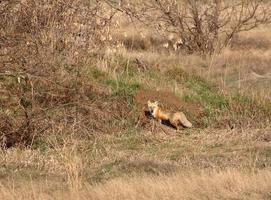 Red Fox at den in Saskatchewan