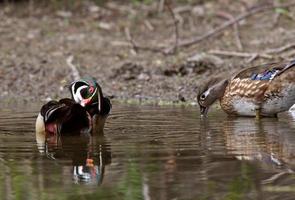 Wood Duck drake preening itself female feeding