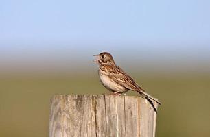 Song Sparrow perched on post photo