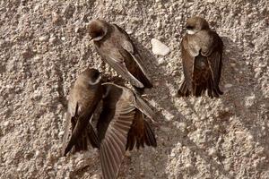 Bank Swallows clinging to side of gravel mound photo