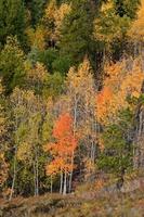 Autumn colored trees on hillside in British Columbia photo