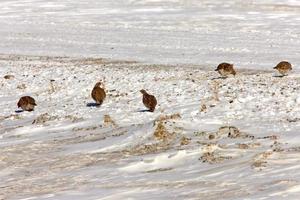 Gray Partridge in Winter Saskatchewan photo
